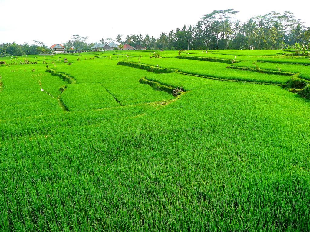 Villa Viola Ubud Dış mekan fotoğraf