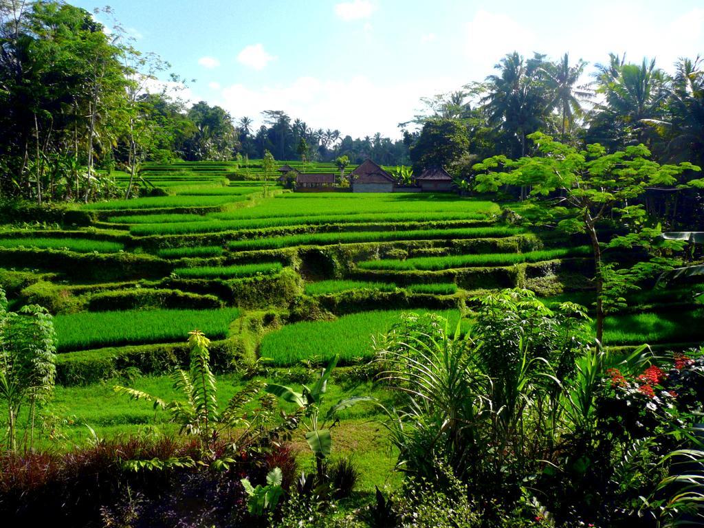 Villa Viola Ubud Dış mekan fotoğraf
